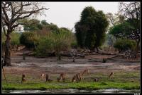 Chobe  National Park