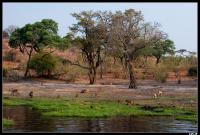 Chobe  National Park