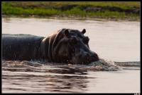 Hippopotame