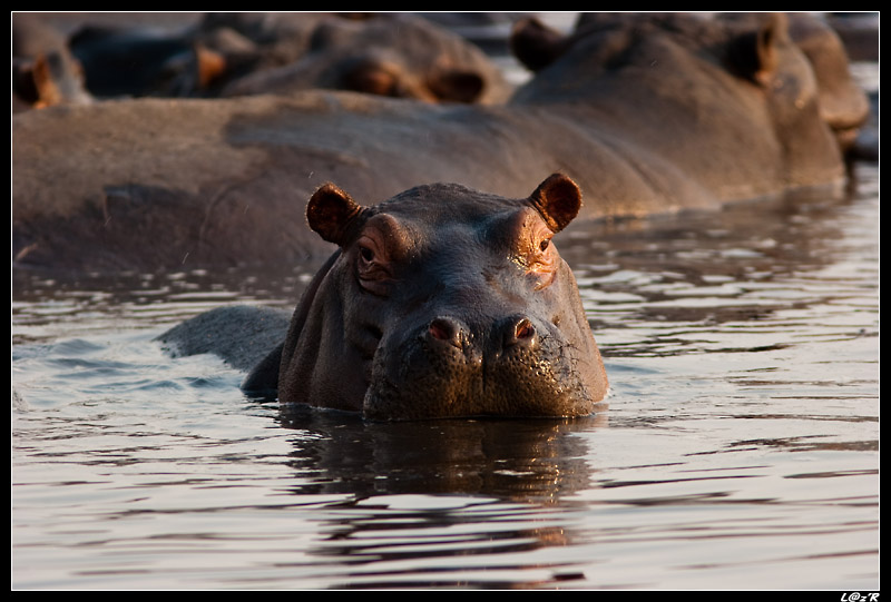 Hippopotames