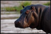 Hippopotame