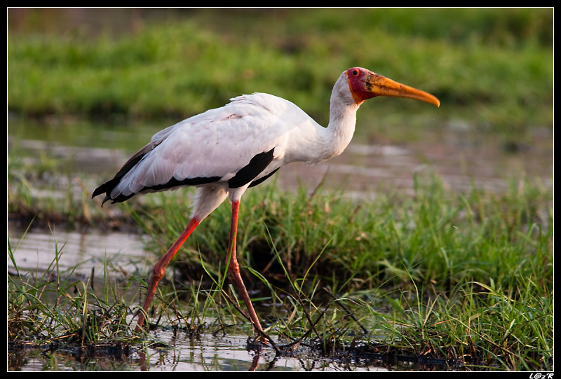 Tantale ibis