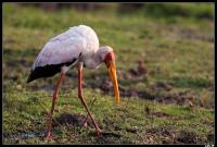 Tantale ibis
