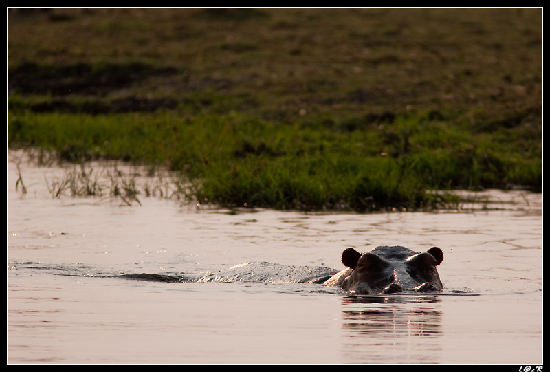 Hippopotame