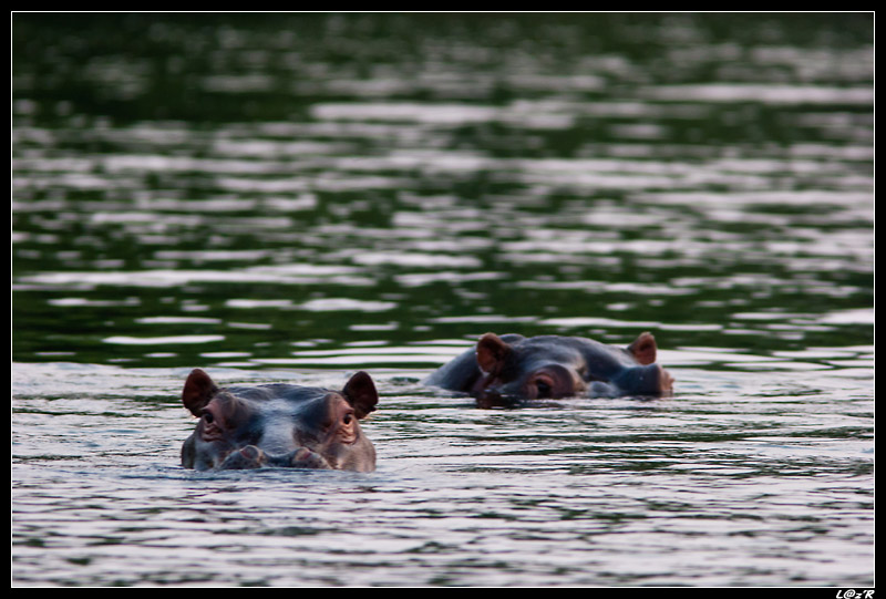 Hippopotames