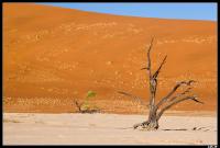 Dead Vlei