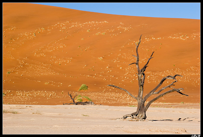 Dead Vlei