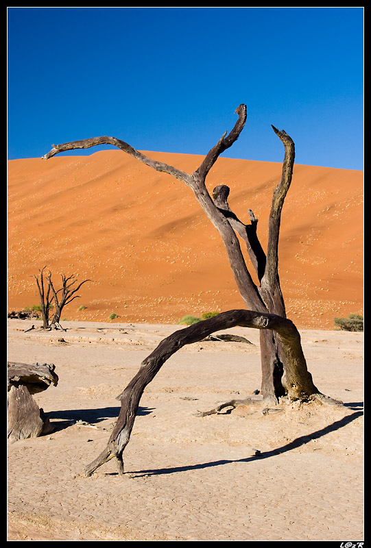 Dead Vlei