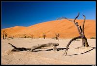 Dead Vlei