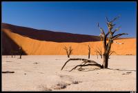 Dead Vlei