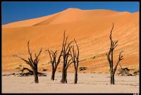 Dead Vlei