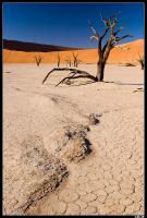 Dead Vlei