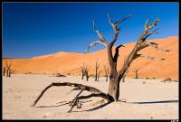 Dead Vlei