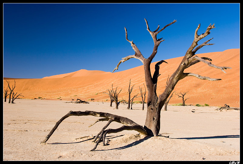 Dead Vlei