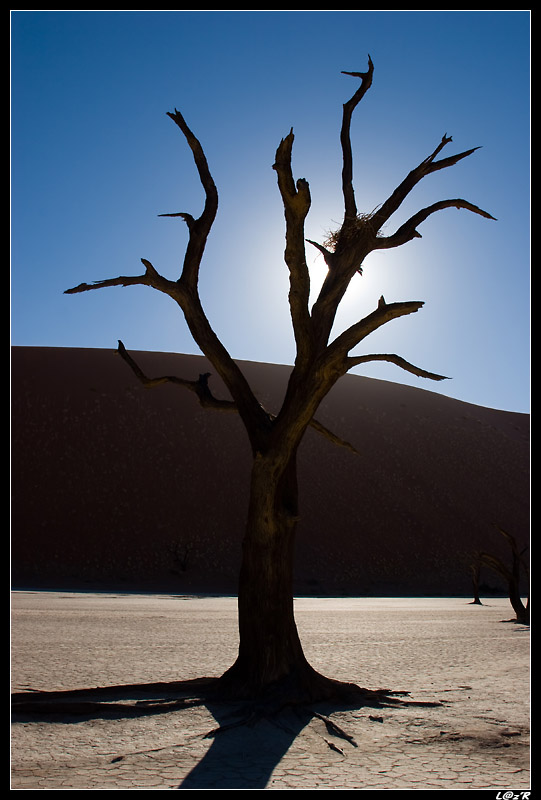 Dead Vlei