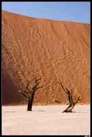 Dead Vlei