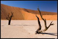 Dead Vlei
